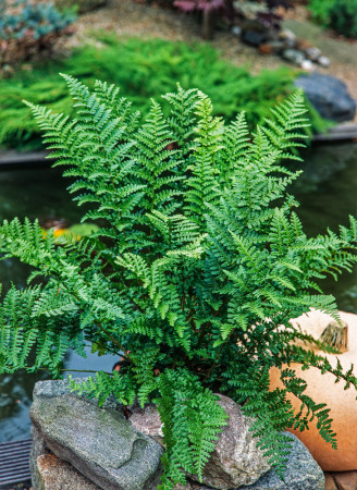 Narecznica mocna 'Crispa' | Dryopteris affinis