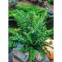Narecznica mocna 'Crispa' | Dryopteris affinis
