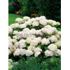 Hortensja ogrodowa 'White Delight' | Hydrangea macrophylla
