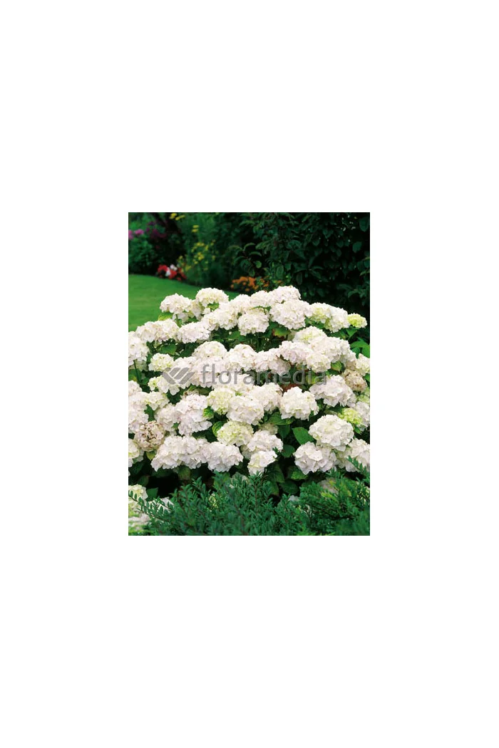 Hortensja ogrodowa 'White Delight' | Hydrangea macrophylla