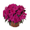 Niecierpek nowogwinejski 'Magnum Blue' div class'lat' Impatiens /div