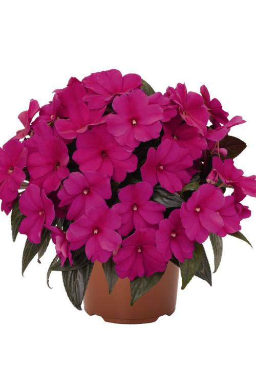 Niecierpek nowogwinejski 'Magnum Blue' div class'lat' Impatiens /div