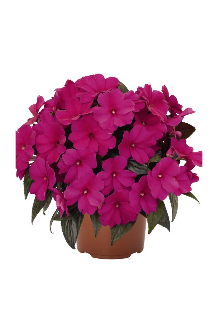 Niecierpek nowogwinejski 'Magnum Blue' div class'lat' Impatiens /div