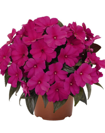 Niecierpek nowogwinejski 'Magnum Blue' div class'lat' Impatiens /div