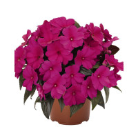 Niecierpek nowogwinejski 'Magnum Blue' div class'lat' Impatiens /div