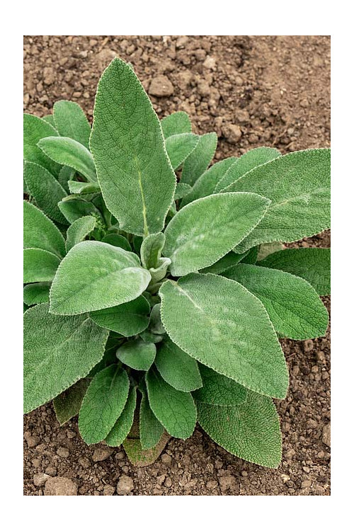 Czyściec wełnisty 'Helene Von Stein (Big Ears)'| Stachys byzantina