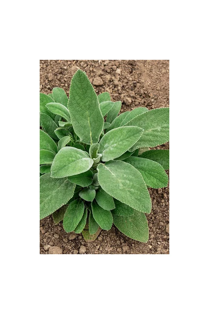 Czyściec wełnisty 'Helene Von Stein (Big Ears)'| Stachys byzantina