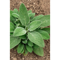 Czyściec wełnisty 'Helene Von Stein (Big Ears)'| Stachys byzantina