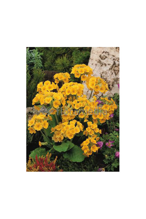 Pierwiosnek lekarski 'Orange with Yellow' Primula veris