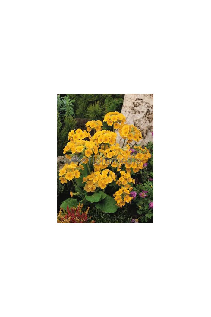 Pierwiosnek lekarski 'Orange with Yellow' Primula veris