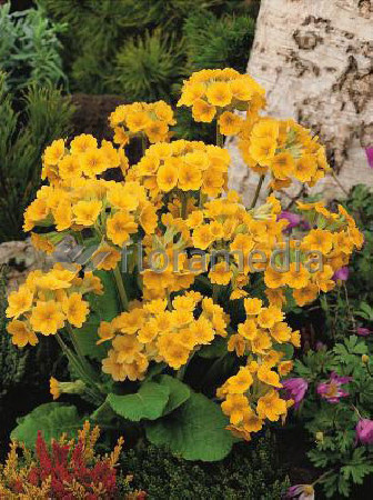 Pierwiosnek lekarski 'Orange with Yellow' Primula veris