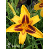 Liliowiec 'Bonanza' | Hemerocallis