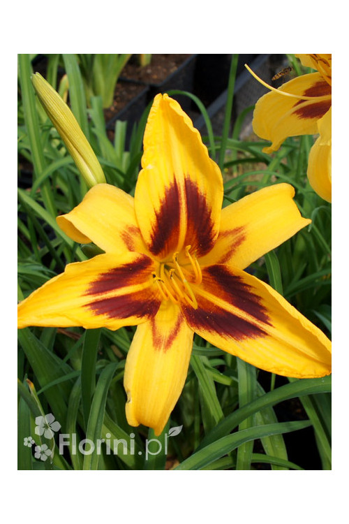 Liliowiec 'Bonanza' | Hemerocallis