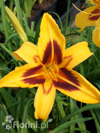 Liliowiec 'Bonanza' | Hemerocallis