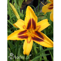 Liliowiec 'Bonanza' | Hemerocallis