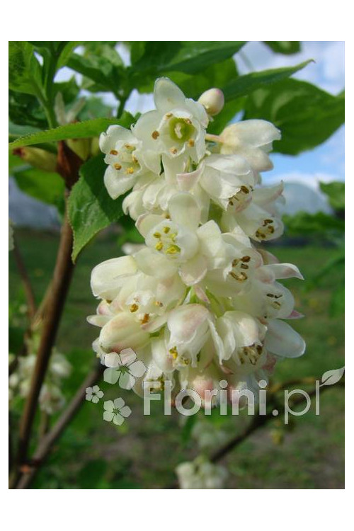 Kłokoczka południowa Staphylea pinnata