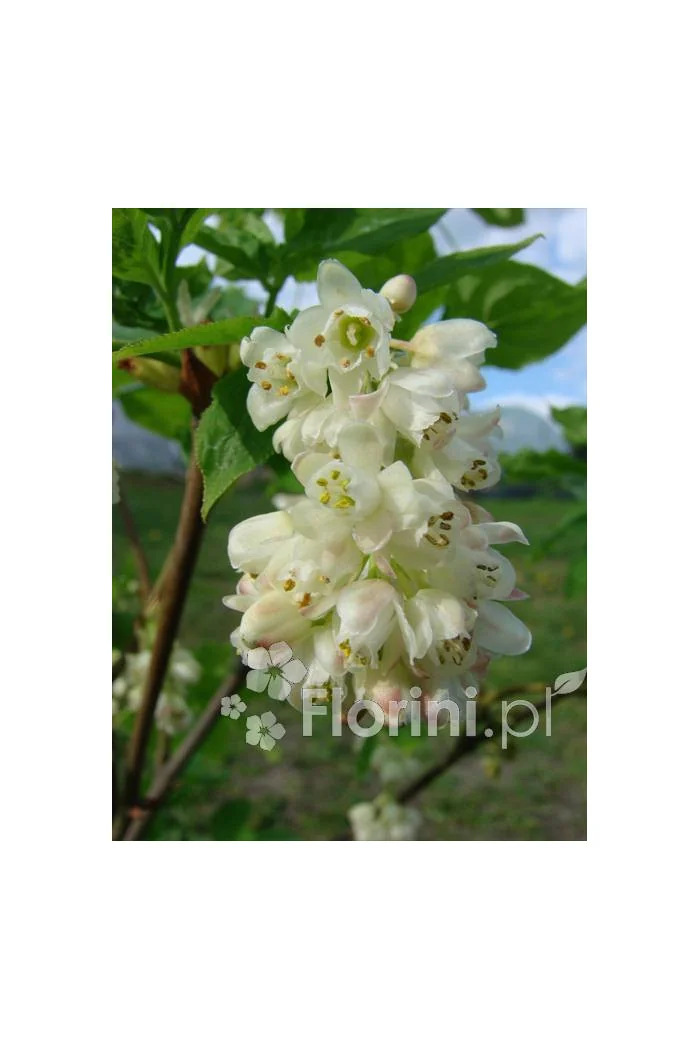 Kłokoczka południowa Staphylea pinnata