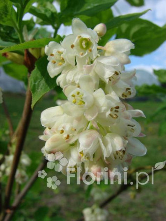 Kłokoczka południowa Staphylea pinnata