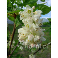 Kłokoczka południowa Staphylea pinnata