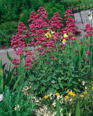 Ostrogowiec czerwony 'Coccineus' | Centranthus ruber