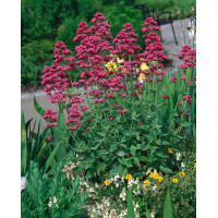 Ostrogowiec czerwony 'Coccineus' | Centranthus ruber