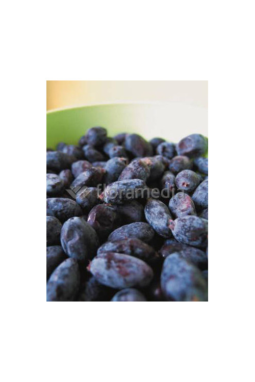 Jagoda kamczacka 'Morena' Lonicera coerulea var. Kamtschatica