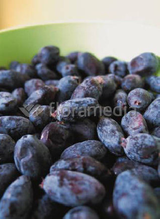 Jagoda kamczacka 'Morena' Lonicera coerulea var. Kamtschatica