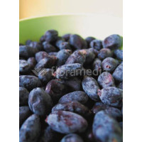 Jagoda kamczacka 'Morena' Lonicera coerulea var. Kamtschatica