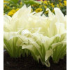 Funkia 'White Feather' | Hosta
