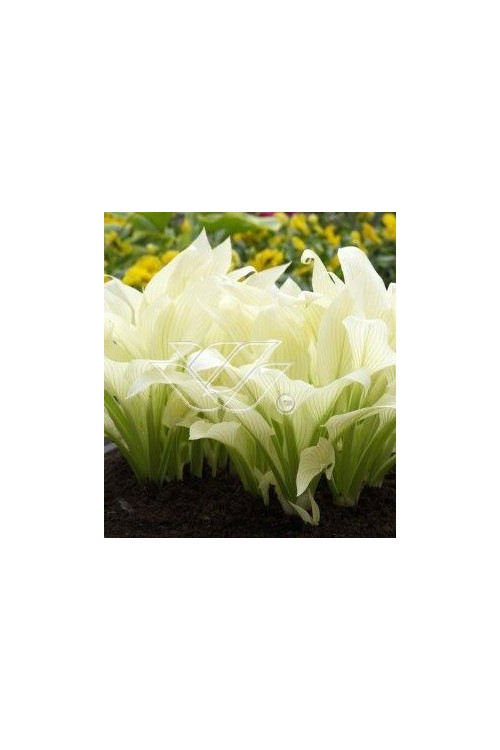 Funkia 'White Feather' | Hosta