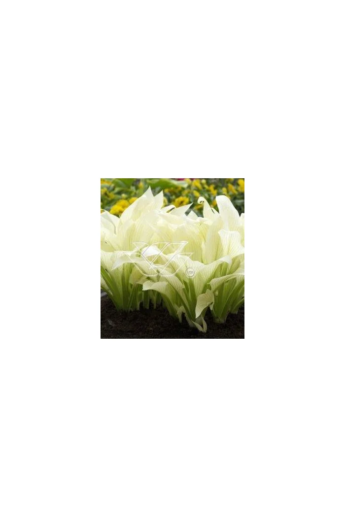Funkia 'White Feather' | Hosta