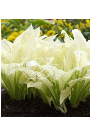 Funkia 'White Feather' | Hosta