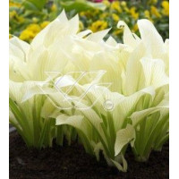 Funkia 'White Feather' | Hosta