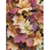 Żurawka 'Creme Brule' Heuchera