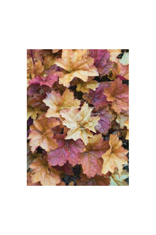 Żurawka 'Creme Brule' Heuchera