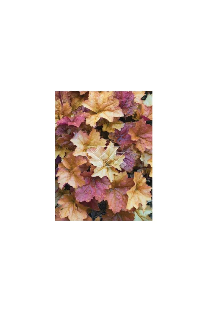 Żurawka 'Creme Brule' Heuchera