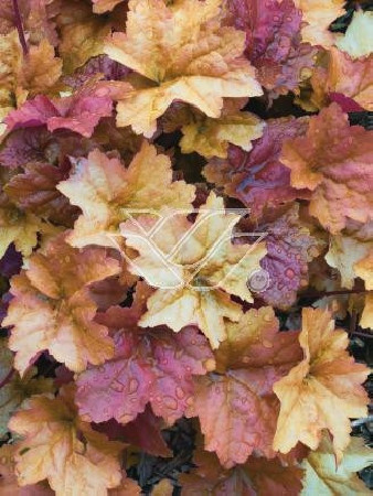 Żurawka 'Creme Brule' Heuchera
