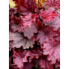 Żurawka 'Midnight Bayou' Heuchera