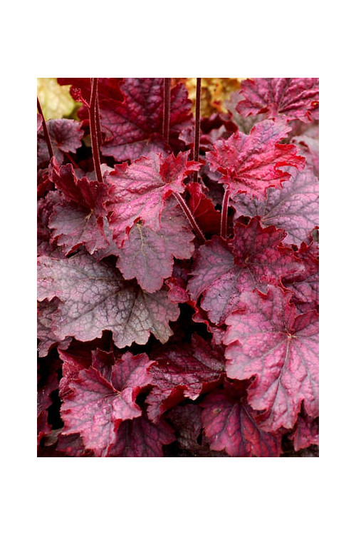Żurawka 'Midnight Bayou' Heuchera