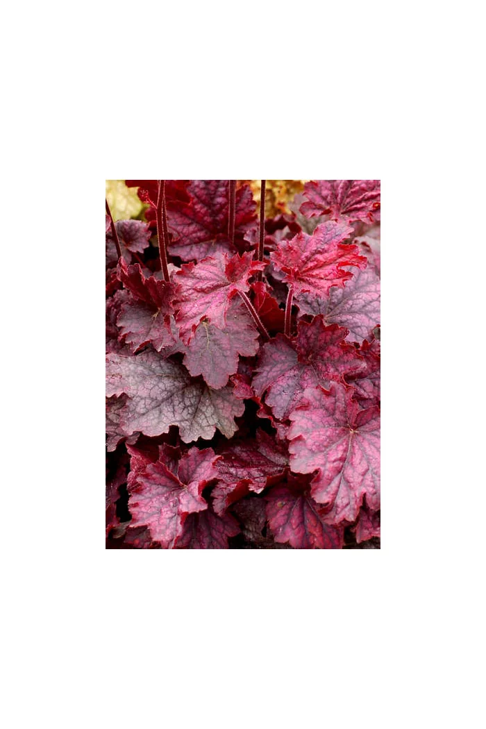 Żurawka 'Midnight Bayou' Heuchera