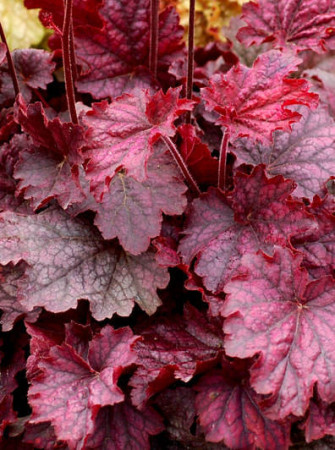 Żurawka 'Midnight Bayou' Heuchera