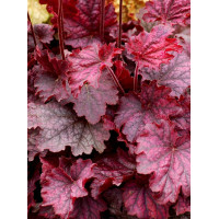 Żurawka 'Midnight Bayou' Heuchera