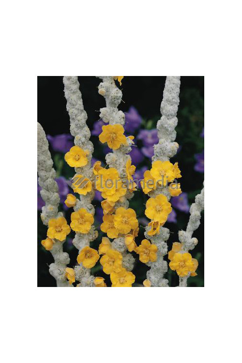 Dziewanna omączona 'Polarsommer' Verbascum bombyciferum