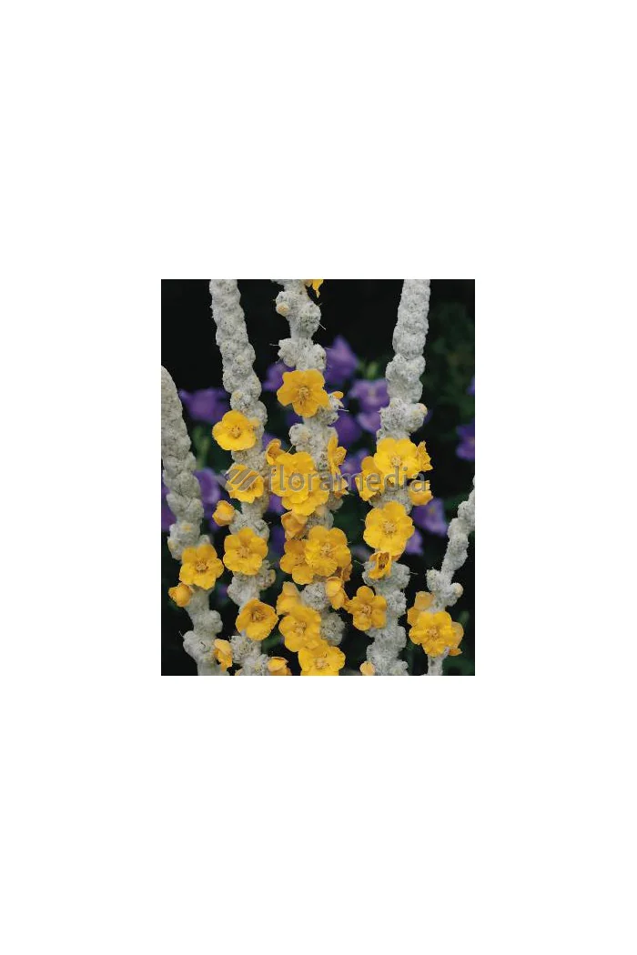 Dziewanna omączona 'Polarsommer' Verbascum bombyciferum