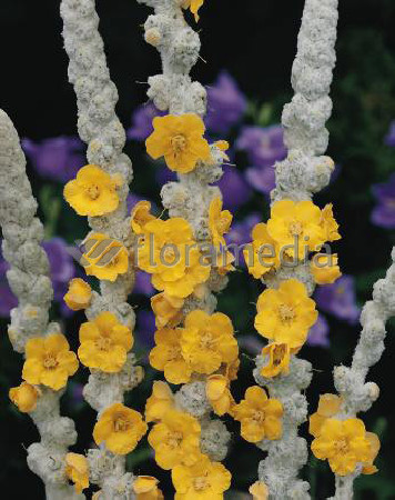 Dziewanna omączona 'Polarsommer' Verbascum bombyciferum