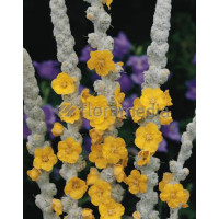 Dziewanna omączona 'Polarsommer' Verbascum bombyciferum