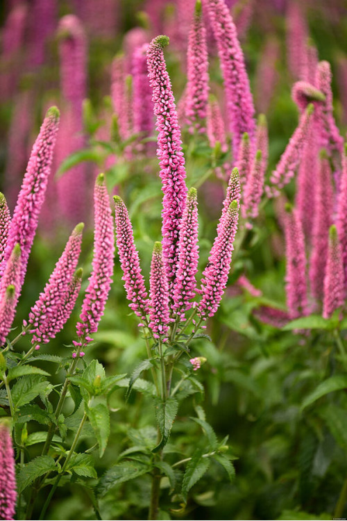 Przetacznik kłosowy 'First Love' | Veronica spicata