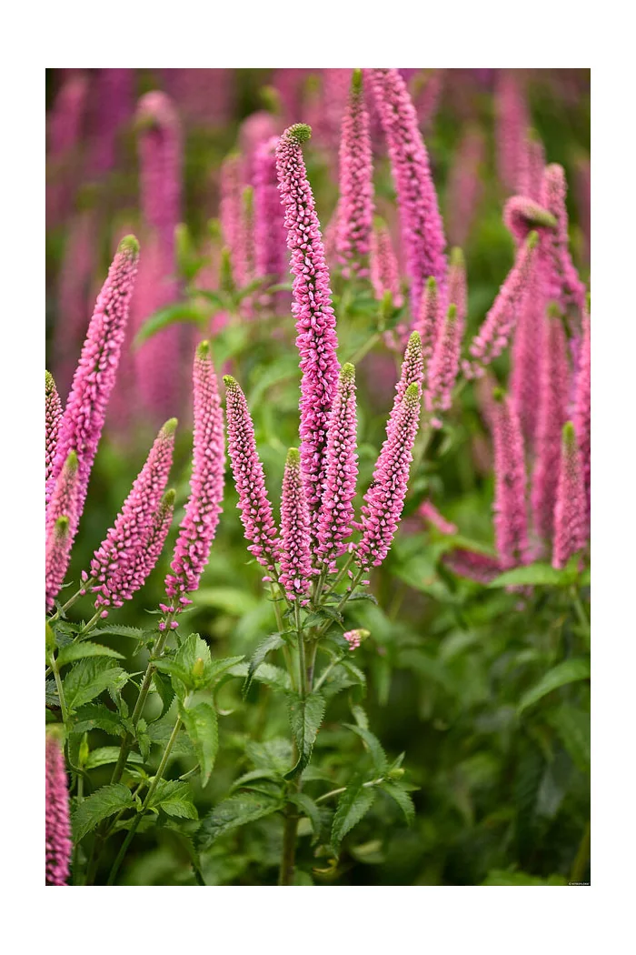 Przetacznik kłosowy 'First Love' | Veronica spicata