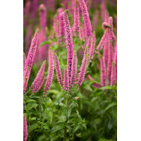 Przetacznik kłosowy 'First Love' | Veronica spicata