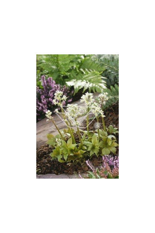 Mukdenia Rossa Aceriphyllum rossi